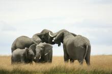 Treffen zweier Elefantenherden
